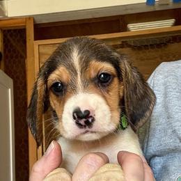 Eowyn - Black and tan female Beagle puppy in Viper, Kentucky from Mountain Top