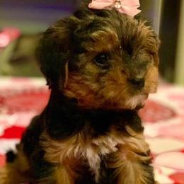 Yorkshire Terriers from Punkins Yorkies