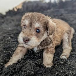 Elsa - Liver female Miniature Schnauzer puppy in Ferndale, Washington from Blackhorse Schnauzers Washington state