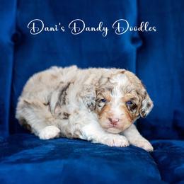 Aussiedoodle Puppies from Dani's Dandy Doodles