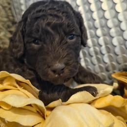 Hazel - Brown female Poodle puppy in Arkansas from Harper's Pups