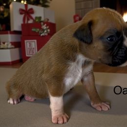 Oakley (AKC) - Fawn female Boxer puppy in Galt, California from Black Dymond Boxers