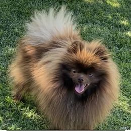Cash - Chocolate male Pomeranian puppy in Visalia, California from Exotic_fresita_poms