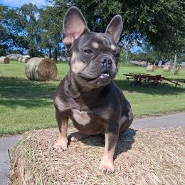 Lobo - French Bulldog