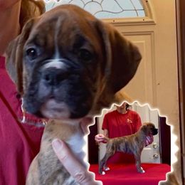 Banks - Brindle male Boxer puppy in Hutchinson, Kansas from 4Ever Boxer’s
