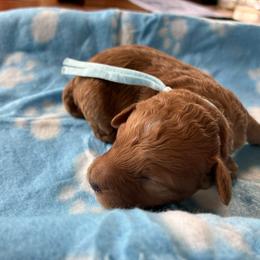Winter - Red and white female Cockapoo puppy in Adrian, Oregon from ApplebyFarm