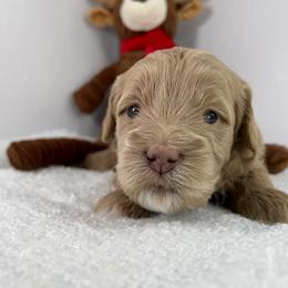 Orange Girl - Apricot female Goldendoodle puppy in Greeley, Colorado from Millie Billie Doodles