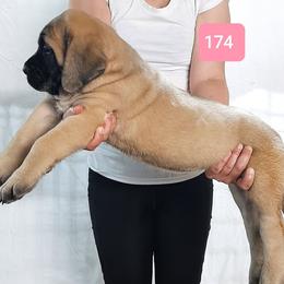 AKC PUP 174 - Fawn female Mastiff puppy in Ava, Missouri from Ozark Mountain Mastiffs