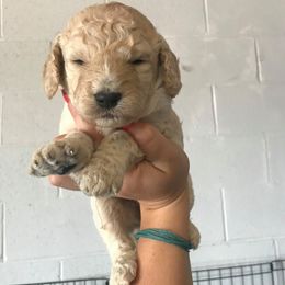 Goldendoodle, Labradoodle, and Aussiedoodle Puppies from West Doodles and Retrievers