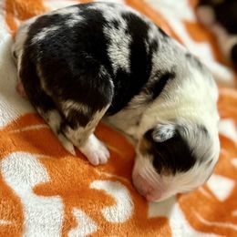 Rocky - Blue merle male Australian Shepherd puppy in Powhatan, Virginia from Scarlet Oak Aussies