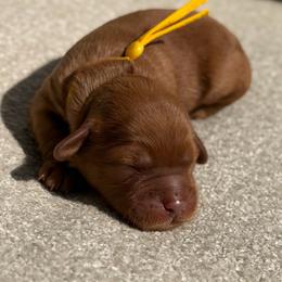 Grady (yellow collar) - Red  male Goldendoodle puppy in Blanchard, Oklahoma from Dream Doodles by Dondi