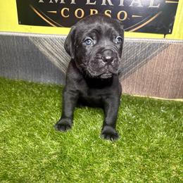 Red Boy - Black male Cane Corso puppy in Saluda, South Carolina from Brooks Imperial Corso