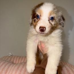 Belle - Red merle female Australian Shepherd puppy in Anniston, Alabama from All Hale Aussies
