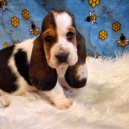 Elliott - Black brown and white male Basset Hound puppy in Mack's Creek, Missouri from Mack's Creek Basset Hounds