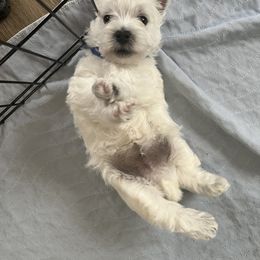 West Highland White Terrier Puppies from 2 Cute Westies
