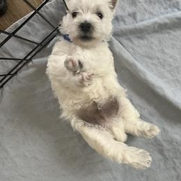 West Highland White Terrier Puppies from 2 Cute Westies