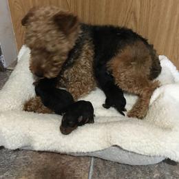 Sadie - Black and tan female Welsh Terrier puppy in Park Rapids, Minnesota from Peggy’s Terriers