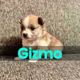 Gizmo - Chocolate parti male Pomeranian puppy in Naperville, Illinois from Somos Pomeranians | Selectively Bred Puppies