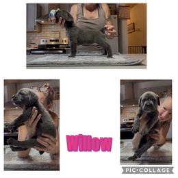 Dark Pink collar Willow - Gray female Cane Corso puppy in Scott County, Tennessee from Nuovo Inizi Kennels