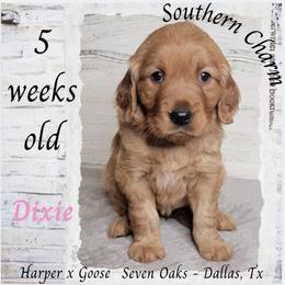 Dixie (Pink Collar) - Dark golden female Golden Retriever puppy in Scurry, Texas from 07 Seven Oaks Goldens and Doodles
