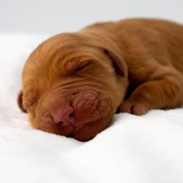 Jasmine Lilac - Dark golden female Golden Retriever puppy in Lafayette, Alabama from Elm Hollow Golden Retrievers