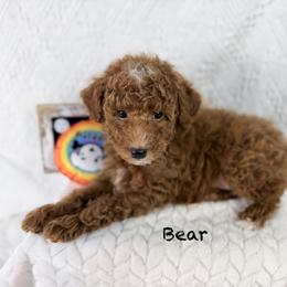 Crunch - Red  male Poodle puppy in Florida from Adorable Toy-Miniature Poodles