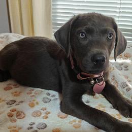 Nichole - Charcoal female Dilute Retriever puppy in Missouri City, Texas from Labrador Retriever Puppies