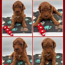 Copper - Red  male Poodle puppy in Mount Vernon, Illinois from AMC Poodles