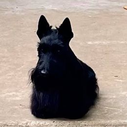 Scottish Terrier All Grown Up from Michi Ball