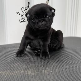 Red Girl - Black female Pug puppy in Punta Gorda, Florida from Lazuli Pugs