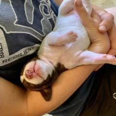 Pointer Puppies from Rimrock Pointers