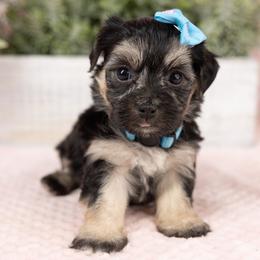 Fanta - Black & tan female Maltipoo puppy in Salt Lake City, Utah from My Doodle Puppy