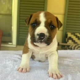 Magpie - Red female American Staffordshire Terrier puppy in Marietta, Georgia from Ambition Amstaffs