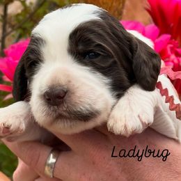 Girl 1 - female Australian Labradoodle puppy in Sedona, Arizona from Red Rock Doodles