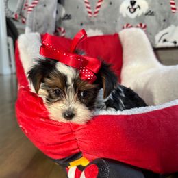 Girl 1 - Parti female Yorkshire Terrier puppy in Massachusetts from Happy Tail Yorkies and Maltese