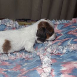 Dachshund Puppies from Molly Dolly's Miniature Dachshunds