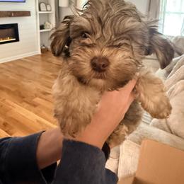 Miniature Schnauzer and Schnoodle Puppies from Shannon Johnson