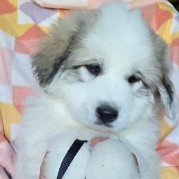Florabelle - White and badger female Great Pyrenees puppy in Antwerp, New York from Empyre Great Pyrenees