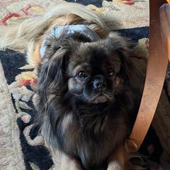 Tibetan Spaniel Puppies from Shangri-La Tibetan Spaniels