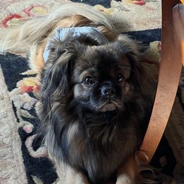 Tibetan Spaniel Puppies from Shangri-La Tibetan Spaniels
