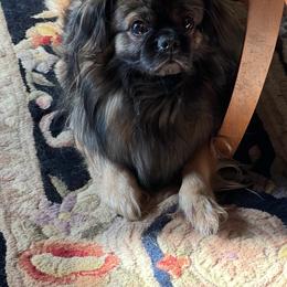 Tibetan Spaniel Puppies from Shangri-La Tibetan Spaniels