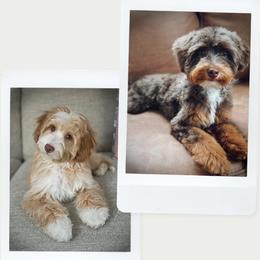 Goldendoodle puppies from Darling Doodles