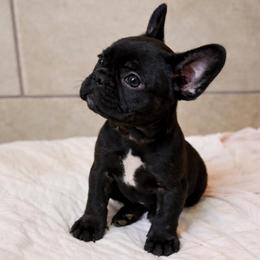 Luna Bean - Black and white female French Bulldog puppy in Waitts Lake, Washington from Best Friend standard Frenchies