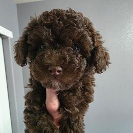 Spruce - Brown and white male Aussiedoodle puppy in Loveland, Colorado from A&L Ranch Aussiedoodles