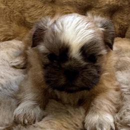 Frisco - Brindle and white male Shih Tzu puppy in Howell, Michigan from Animal Crackers