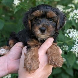 Monday - Black and tan male Yorkipoo puppy in Coshocton, Ohio from Forever Family Puppies