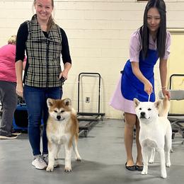 Jindo All Grown Up from Hwarang Kennel Korean Jindo | 화랑 진돗개