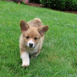 Destiny - Red female Pembroke Welsh Corgi puppy in Morgantown, Pennsylvania from Goldstar Puppies (License Number 18519)