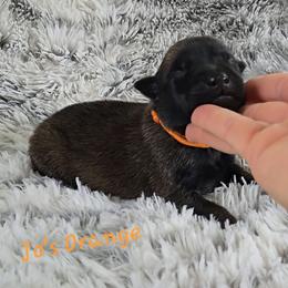 Jo's Orange - Mahogany male Belgian Malinois puppy in Berry, Alabama from North River k9