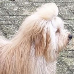 Havanese All Grown Up from Ludico Havanese